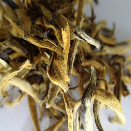 Jinggu Da Jin Ya Camelia Taliensis