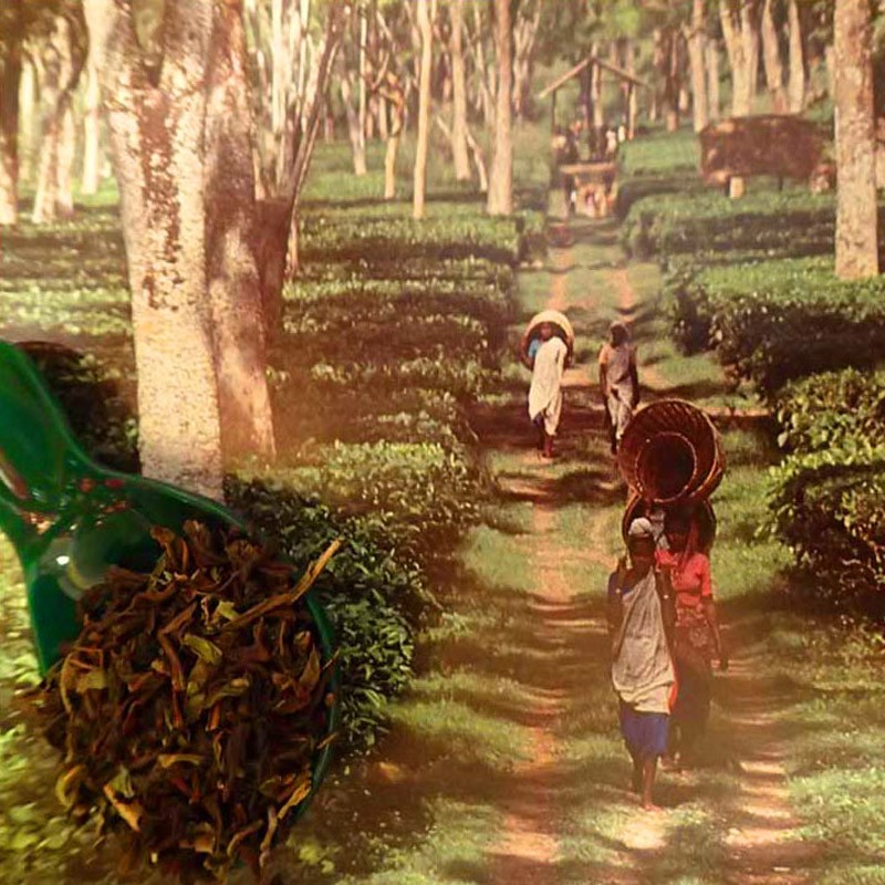 Nilgiri Korakundah FOP Biologico