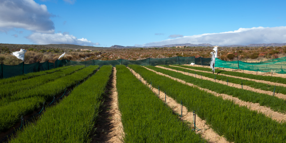 coltivazione-rooibos.jpg